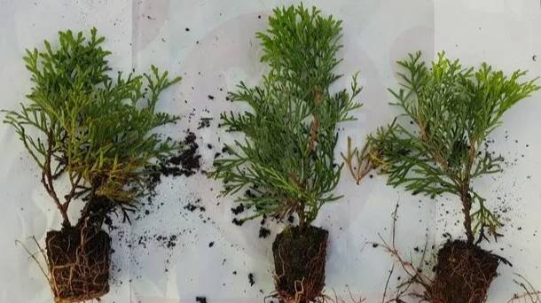 Если сделать так, то черенки быстро дадут корни, попробуйте