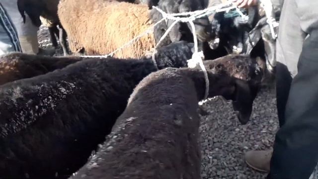 МОЛБОЗОРИ ШАНБЕ БОЗОР РЕГАР ТУРСУНЗОДА