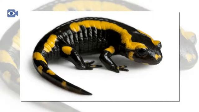 Salamander смотреть онлайн