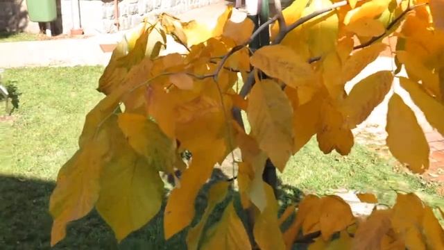 Cladrastis Kentukea Křehovětvec žlutý