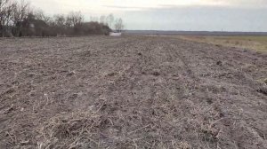 Сеем сидерат горчицы для картофеля на 33 сотках земли