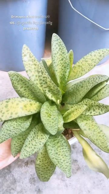 Drimiopsis Kirkii មានមិនឈប់ 10$ ច្រើនក្នុង1ផើង ទិញច្រើនចុះតម្លៃ011667703 #viralvideo #plants