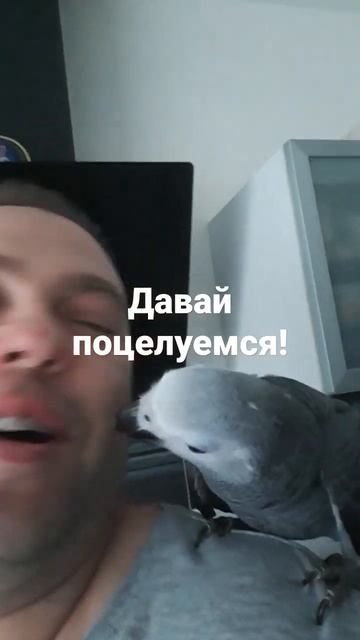 Давай поцелуемся#попугай жако#Кирюша болтуша смотреть онлайн
