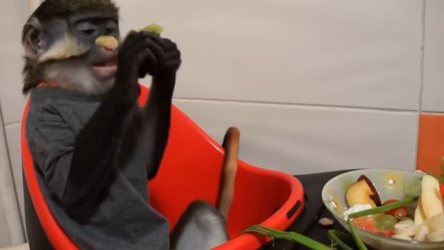 Краснохвостик Юппик кушает)