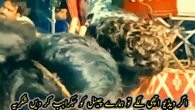 Shala Sardaryi Qaim Hovi/Musafir Tady Watna Tu/Singer Basit Naeemi смотреть онлайн