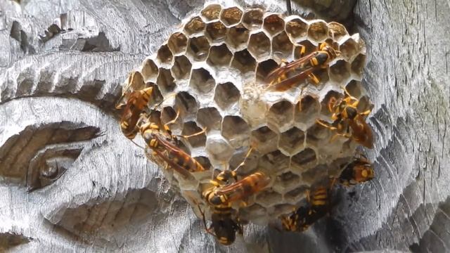 キアシナガバチ/Polistes rothneyi Cameron 04_180702_竹寺 смотреть онлайн