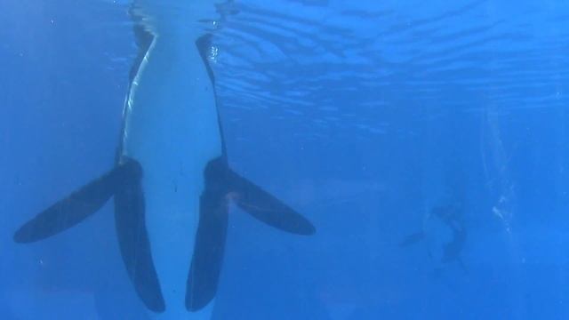Trua and Kayla at Shamu Underwater Viewing at SeaWorld Orlando (1/30/17) смотреть онлайн