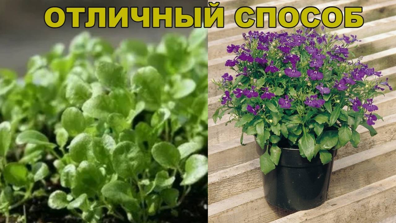 Заинтригованы? А это легкий способ посадить лобелию без пикировки смотреть онлайн