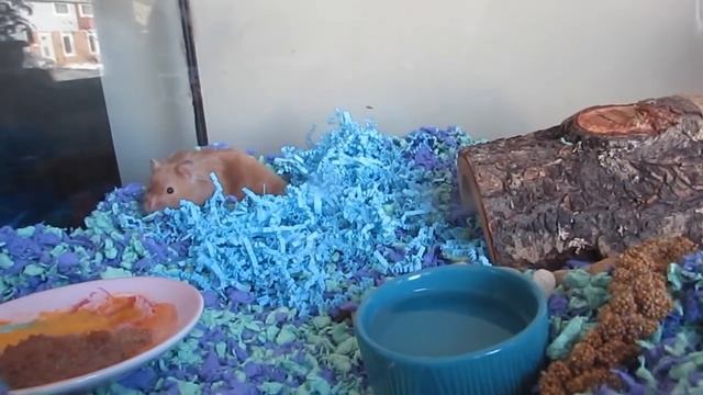 We Need to Talk About Small Pets in Shelters смотреть онлайн