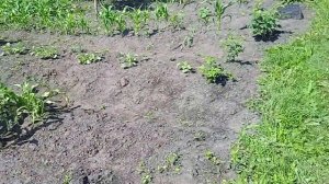 Обрабатываю КАРТОФЕЛЬ от КОЛОРАДСКОГО ЖУКА Препаратом «КОРАГЕН»!!!  Как это Делаю!!!  5.7.24г.