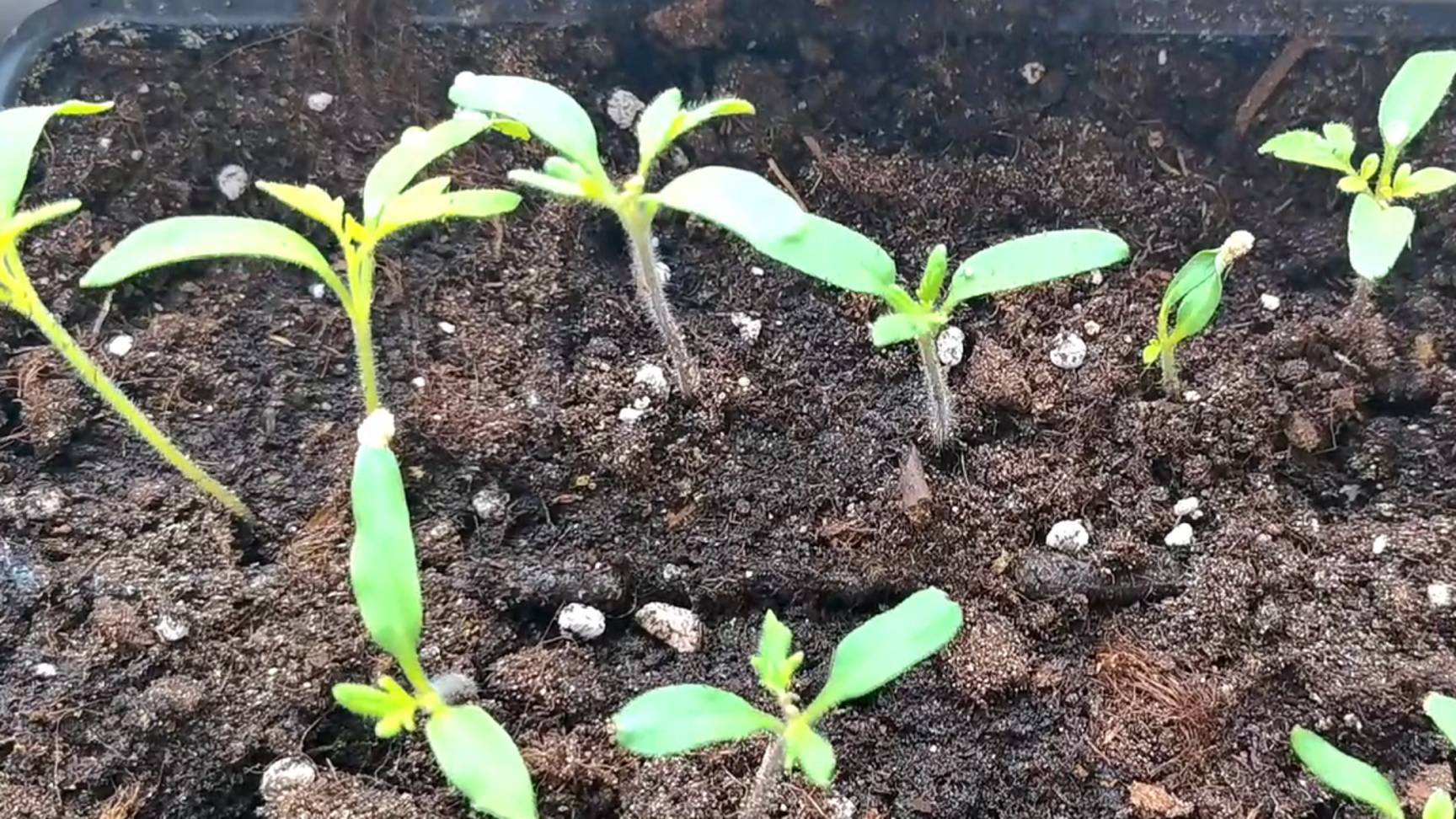 Чем подкормить рассаду томатов, чтобы была крепкая и коренастая? Первая подкормка томатов смотреть онлайн