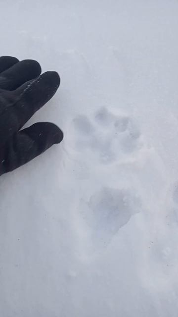 Зимние следы зайца смотреть онлайн