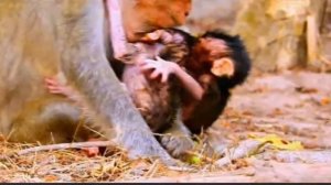 И, было у макаки два детеныша - любимый и как-то не очень...  1000038139.mp4