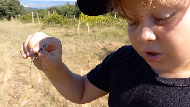 Прыткая ящерица смотреть онлайн