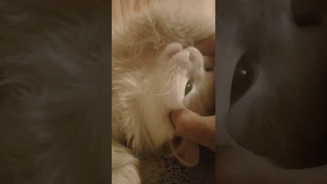 Бездомный гладит кошку смотреть онлайн