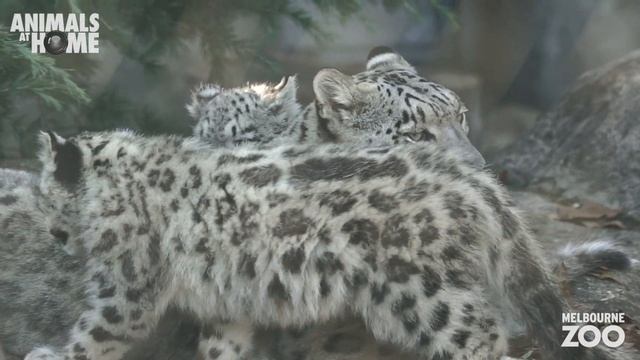 Snow Leopard keeper talk from Melbourne Zoo смотреть онлайн