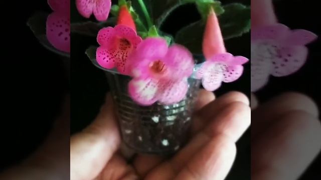 Колерия Rubra-мини, листва бордовая #комнатныецветы #цветоводство#цветы #продажацветов смотреть онлайн