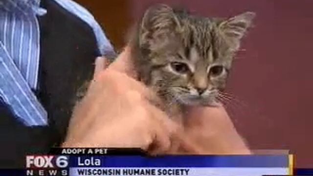 Lola on FOX 6 WakeUp - November 10, 2010 смотреть онлайн