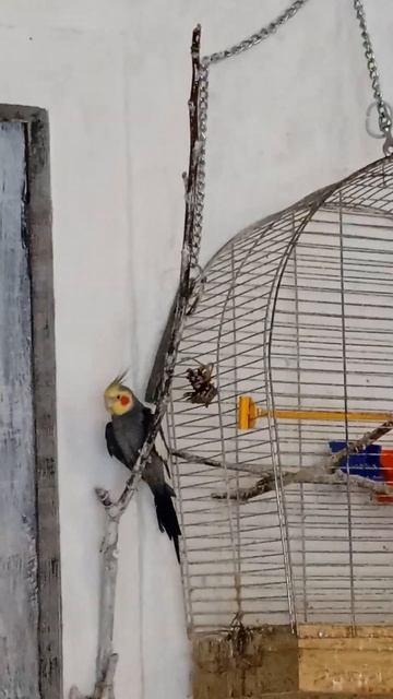 Попугай "Тяжеловес"😏 смотреть онлайн