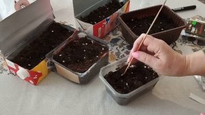 Как вырастить рассаду помидор в домашних условиях из семян 2024 г