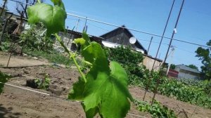 Летняя прививка винограда сроки, советы и многое другое