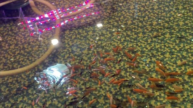 Пруд в гараже.Рыба растет...лотосы прорастают.. смотреть онлайн