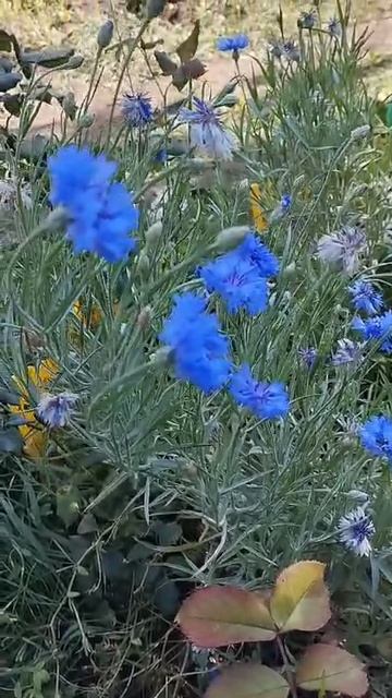 цветы васильки.mp4 смотреть онлайн