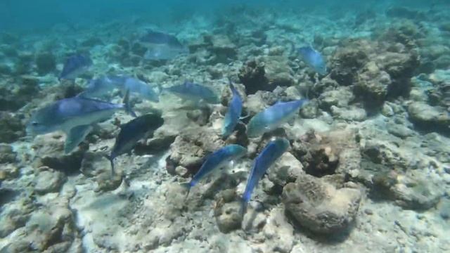 Muréna - Moray смотреть онлайн