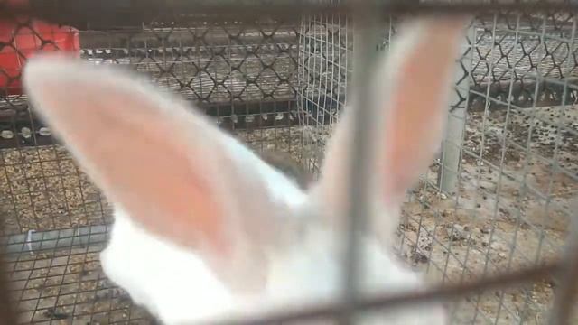 Rabbit Farming | Rabbit Mating Pattern | Adult Rabbit's Trying To Mate | ससा वीण | At Ashwini's Agr