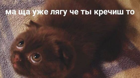 ПРИКОЛЫ С ЖИВОТНЫМИ ДО СЛЕЗ / Смешные КОТЫ / Приколы с КОТАМИ смотреть онлайн