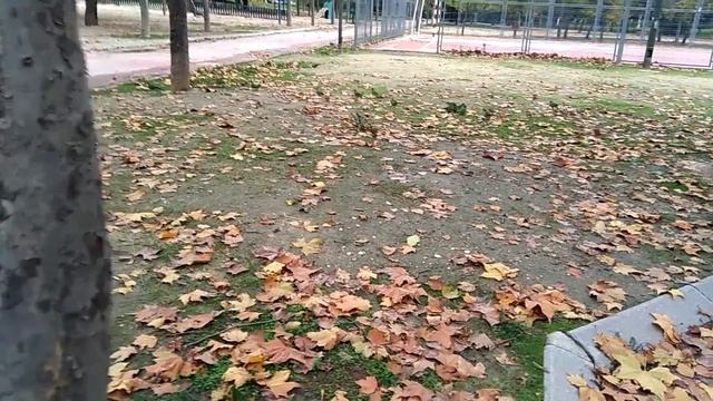Попугаи в Мадриде смотреть онлайн