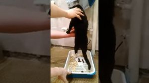 кот срёт с рук!