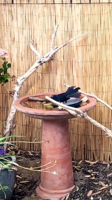 #shorts  Chatty Willy Wagtail is back for another bath.