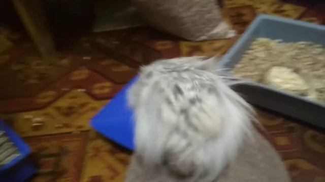 Всё про моих хомяков смотреть онлайн