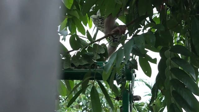 Wild Monkey Scolded By Grandma...