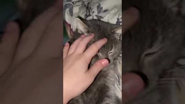 Кот спрятался на втором этаже,чтобы не выгнали на улицу.))) смотреть онлайн