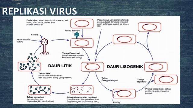 VIRUS ( tugas aplikasi filmora x) смотреть онлайн