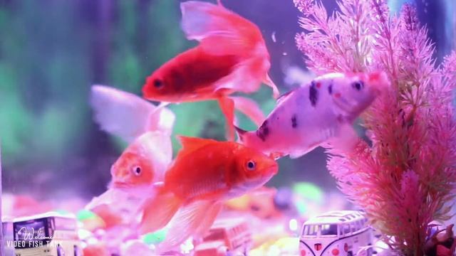 🐠Goldfish, Koi Fish, cichlid, Colorful aquarium Surprise Eggs, Butterfly Fish, Frog, Snake [Ep27] смотреть онлайн