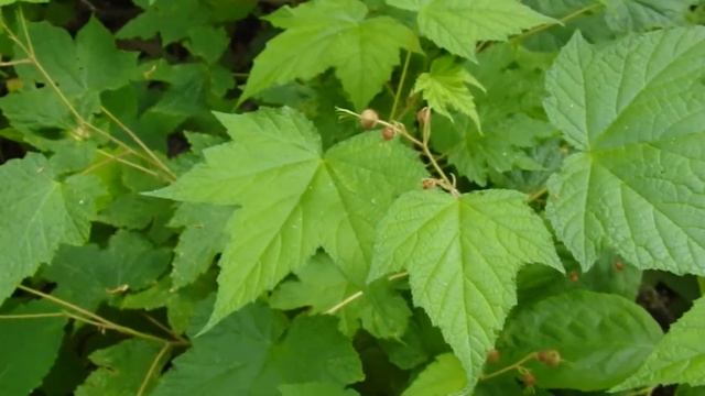 Capital Naturalist:  Purple-flowering Raspberry