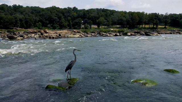 AUGUSTA (Masters Edition) - Georgia Drone Pilots смотреть онлайн