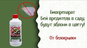 Желтые клеевые ловушки + биопрепарат Бей вредителя — мощный метод борьбы с белокрылкой! Антонов Сад