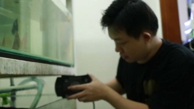 UPGRADE POMPA, BIAR TAMBAH JOSS IKAN DISCUS-NYA #ZORA DISCUS