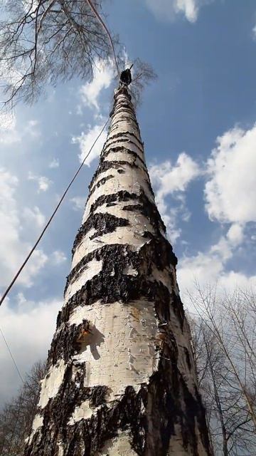 Валка дерева частями смотреть онлайн