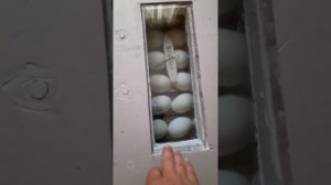 самодельный инкубатор, выводим гусят.