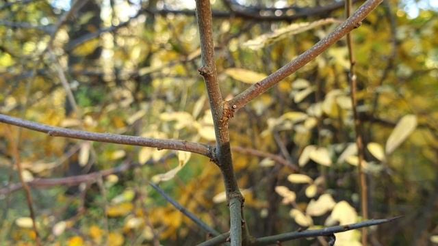 Der Nachweis Des Pflaumen-Zipfelfalters (Satyrium Pruni) Im Winter - Folge II