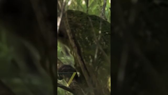 6 kg weight bird's Perot смотреть онлайн