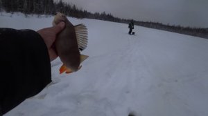 Поставили жерлицы на щуку а клюнул окунь. Небольшойтчёт о рыбалке #Cибирь38