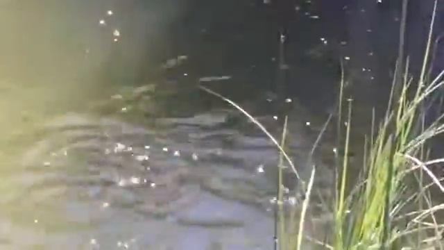 Пруд смотреть онлайн