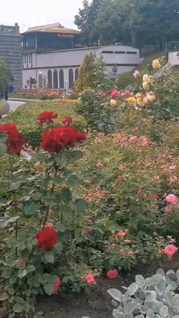 #shorts#свежийветер Храм Христа Спасителя. Сквер Храма Христа Спасителя. Розы