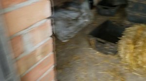 Разведение червей на соломе.Перелив в ящиках.